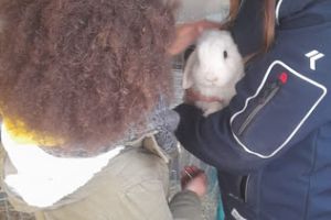 giornata coniglio.jpg